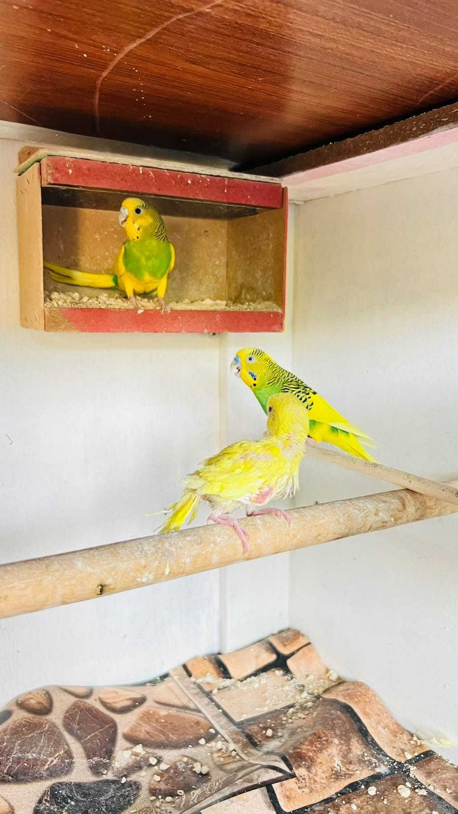 سلام عليكم  طيور مال بيت بزارات ونضاف طيور حب 4 زواج  هولندي عيون حمر زوج ع 15 الف وزوج ام الفراخ ب20 وزوج كوكتيلات ربه اليفات وبزارات  ب٦٠  زوج فناجز ب١٥ هم شرط التبزير وزوج جاوه عسليات امايات بزارات ب٣٠ ولقفص كامل هوه وبيوته ومعاليفه وكامل حلو نضيف ب٥٠  وذا شلعه كلهن ياهذهن اساهله بيهن مكاني بصره تقاطع الكزيزه قرب محكمت الكزيزه رقم هـ/*********** متواجد وتساب فقط ممتواجد عسوق
