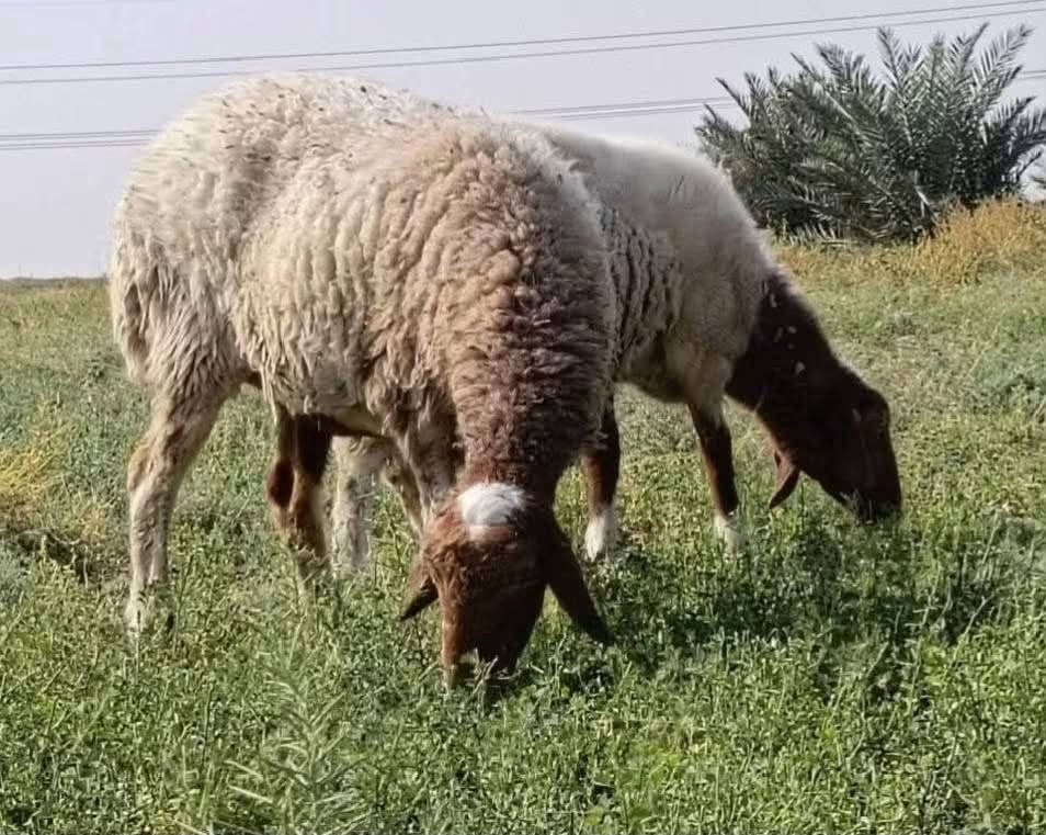 غنم مضاريع • ١٢رأس • ملقحات