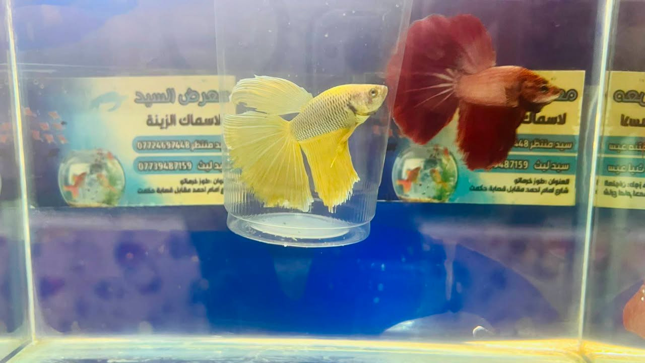 🔥وصول وجبة اسماك فايتر هالف مون تايلندي 7 سم 🔥

🐠لا تفوّت الفرصة اسماك زينة جميلة وبألوان مميزة🌈
💥 أسعار مميزة لفترة محدودة🐟 أنواع وأحجام مختلفة
✨ ألوان تخلي حوضك أجمل💧 أسماك مختارة بعناية🦈

المتوفر اليوم ممكن ما يبقى لباجر! توصيل جميع المحافظات
📩 راسلنا الآن وأرسل لنا صورة السمكة اللي عجبتك حتى نخبرك بالسعر والمتوفر.لا تنتظراختار سمكتك واحجزها 🐠

📍 الموقع: [كركوك قضاء طوز خرماتو سايدين امام احمد]
📞 للطلب: [***********📞***********]

👇 اكتب "أريد" بالتعليقات ونرسل لك الأنواع والأسعار المتوفرة 📩

#بيع_سريع #أسماك_زينة #أسماك_الزينة #عروض_أسماك #أحواض_أسماك #عشاق_الأسماك #Aquarium
