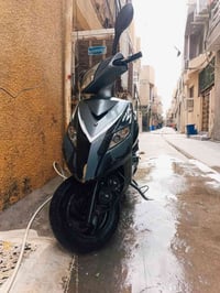 ثعلب • ياباني • مكفول
