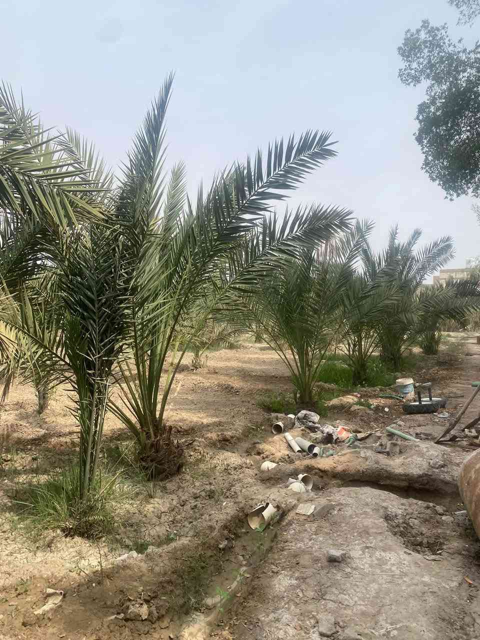 ١ دونم • شط العرب • ٨٠ نخلة