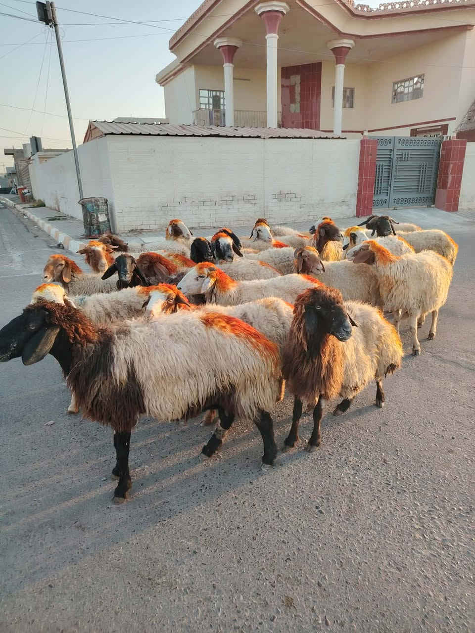 يوجد نعاج للبيع ملات جنيه وراجين سنهن درجه اوله نعاج عشر وبيه محنيه المكان بيجي
ويوجد خدمت توصيل حسب الانتفاق 
             ***********     الشراي يخابرني علارقام
