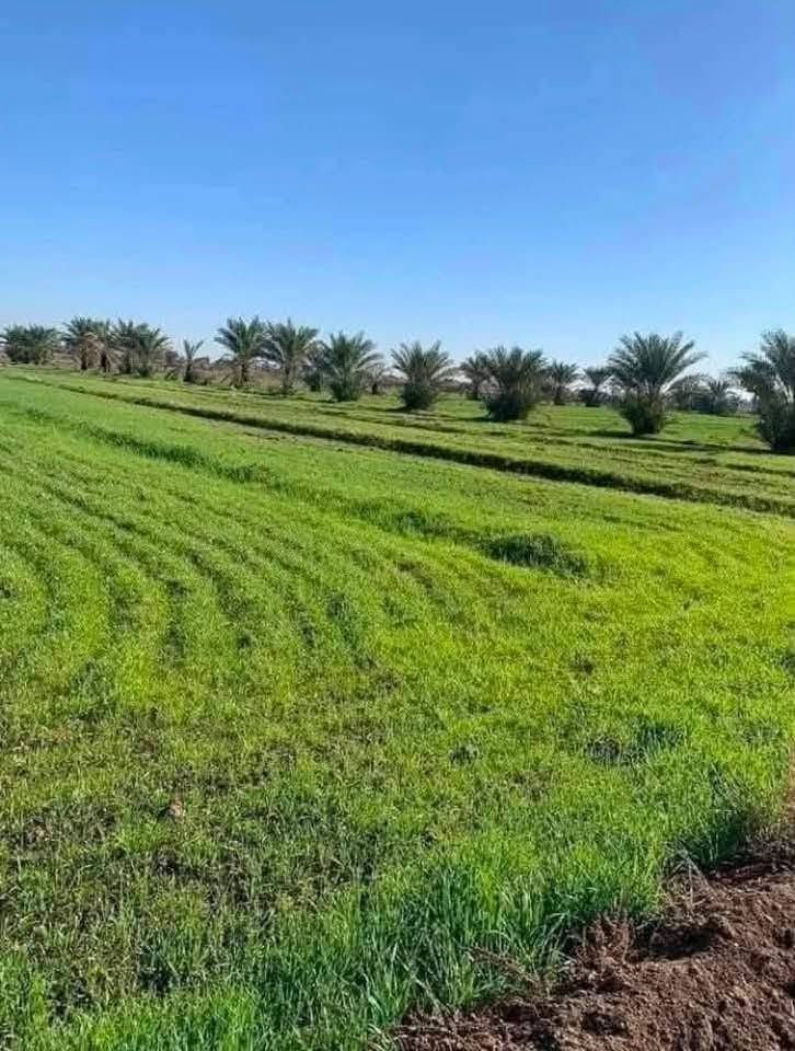 السلام عليكم
متوفر انسب عروض لاصحاب الامكانيه القليله ✅🌴
متوفر اراضي دوانم مساحات من دونم فما فوق والاسعار 
من 7 ملايين الى 15 مليون حسب موقع الارض وخدماتهه
فرصه ذهبيه وما تضيع استثمر فلوسك بيهن او رتب شي ابالك جنس الارض طابو سند 25 العنوان تاجي سبع البور
منطقة الشيخ عامر بمنطقة العيساويه عبور الجسر الثاني 
فرصه ذهبيه وتخدم اصحاب الاستثمار واصحاب الامكانيه القليله للأستفسار واتساب متوفر *********** ✅🌳
