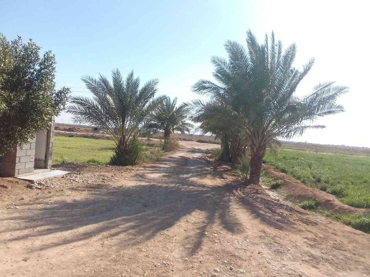 كاع ٣١٠ دونم بالدبوني بيه ٤ بيوت ومضيف وبستان نخل وعقود زراعيه الكاع كله مشتغلين باليزر وبزول درجه اولا الاستفسار الاتصال ***********/ ***********
