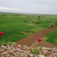 حشيش • جت الشراي • خاص