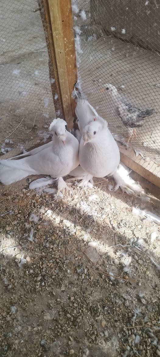فول • سروال • حي الحر