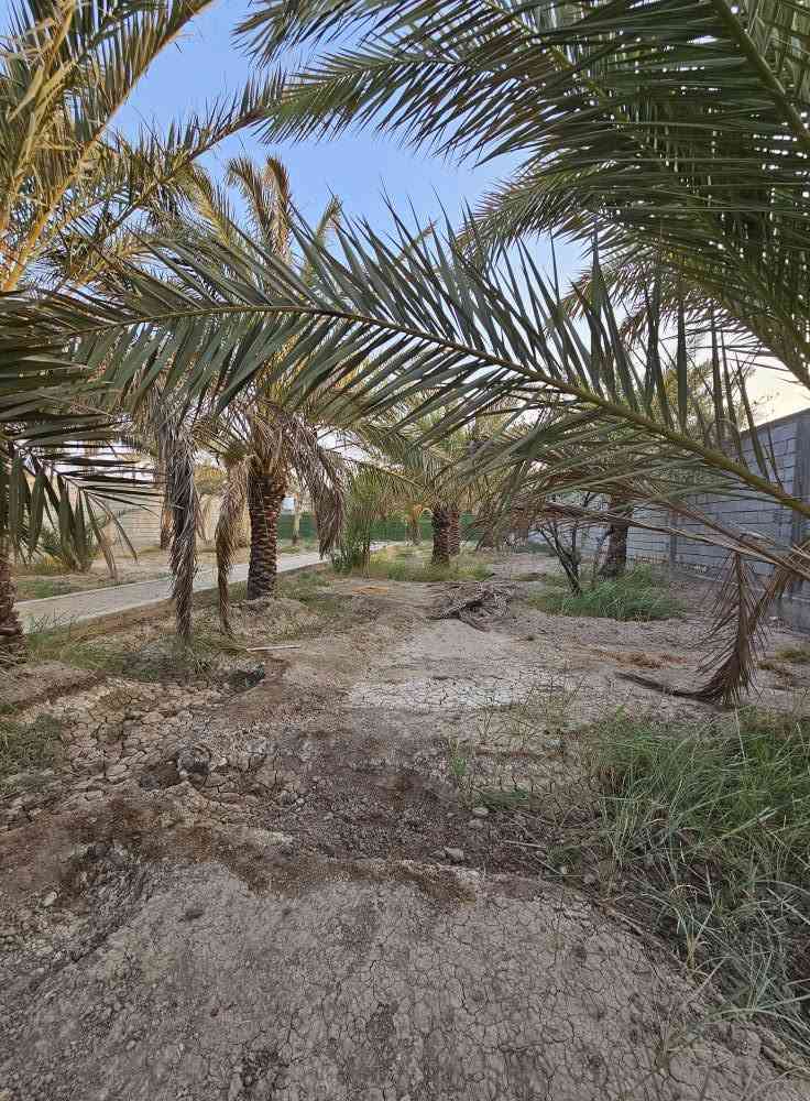 🌴 بستان للبيع في أبي الخصيب – محيلة 🌴
📐 المساحة: 1070م² (ألف وسبعون متر)
📜 الطابو: صرف، سهم وتحويل مباشر باسم المشتري
🌴 يحتوي على عدد من النخيل والأشجار
🔒 محكم بسياج من جميع الجهات
🌊 يطل على نهر جاري مباشرة
💧⚡ جميع الخدمات متوفرة
📍 العنوان: البصرة – أبي الخصيب – محيلة، قرب سوق محيلة
📞 للاستفسار والاتصال:
*********** البصرة, العراق

نص مكتوب في الصور:
- ***********