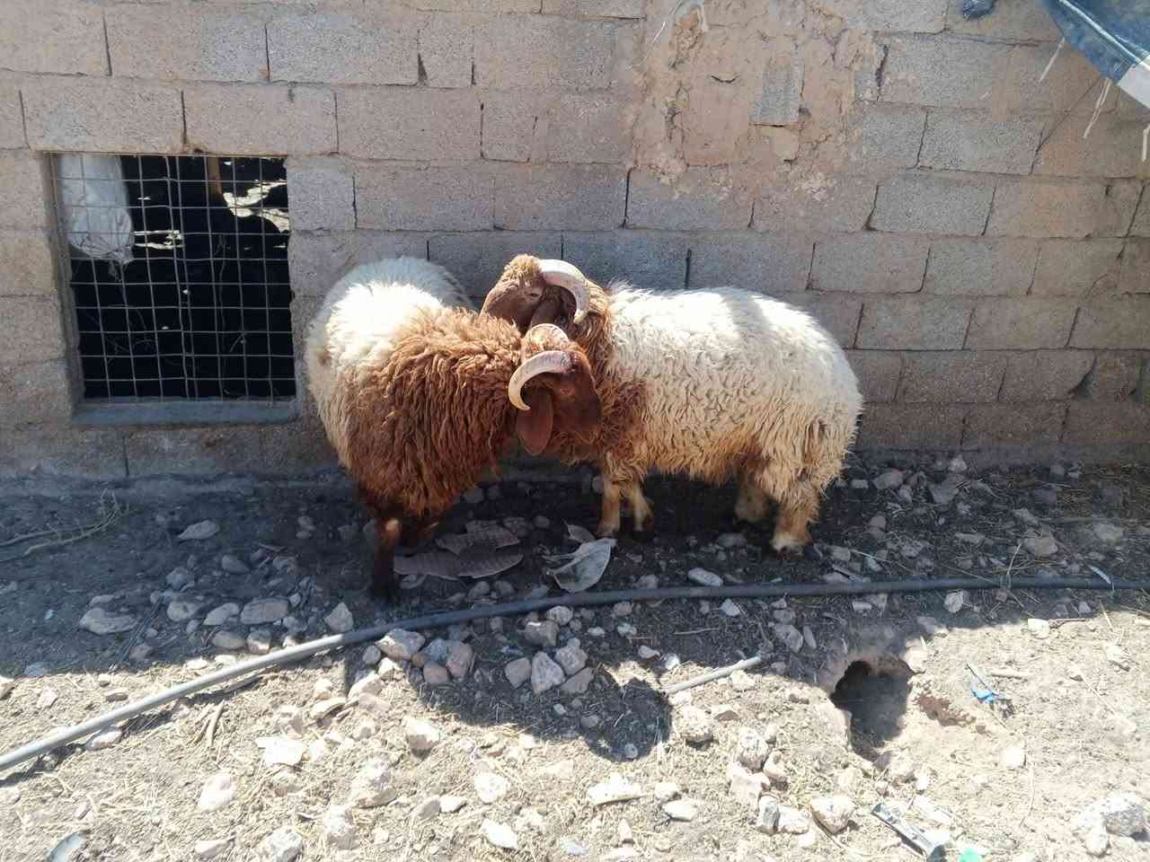 #مكلف_بالنشر 
من رخصة الادمن طليان اثنين خشنات ماشاء الله عليهن معروضات للبيع الشراي يتواصل على : ***********
