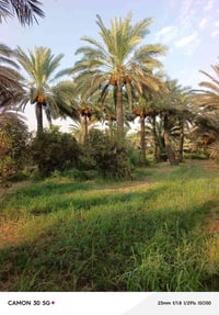 ١٠ دونم • بستان متكامل • الصويرة اربيضه