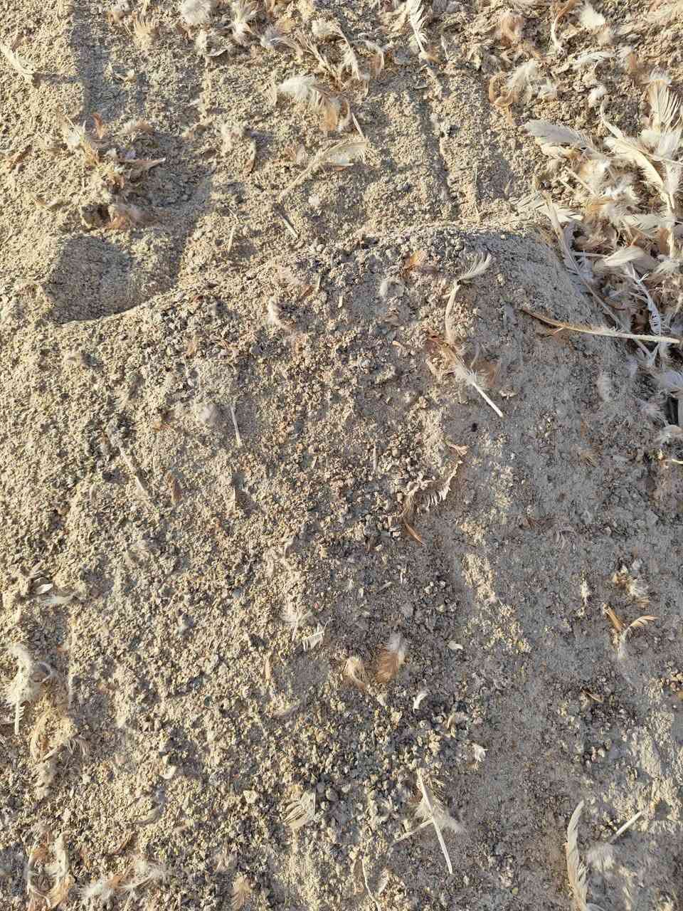 علف دواجن • درجه اولى • للغنم والاسماك