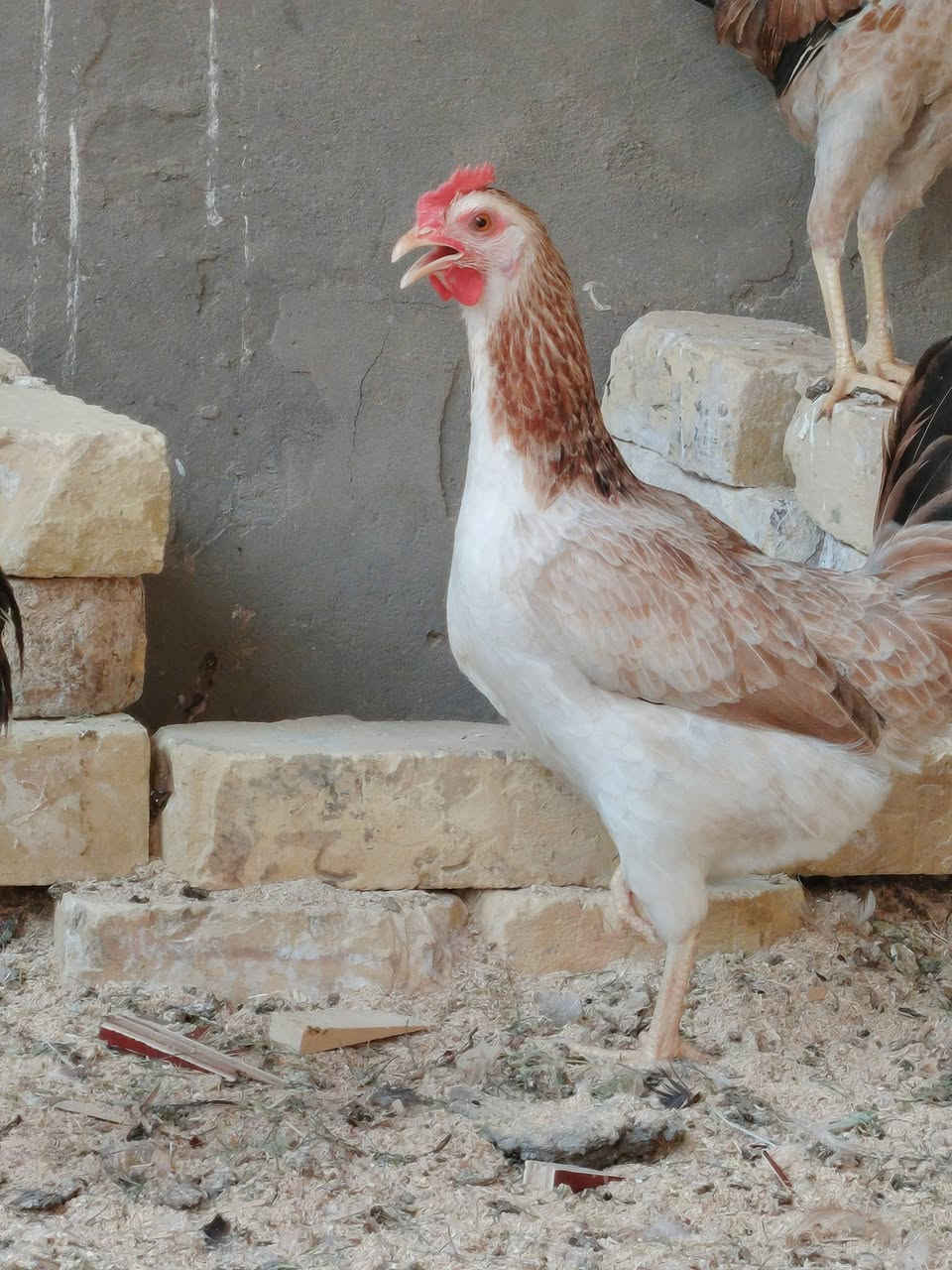بيض دندراوي • فواتح • طويريج