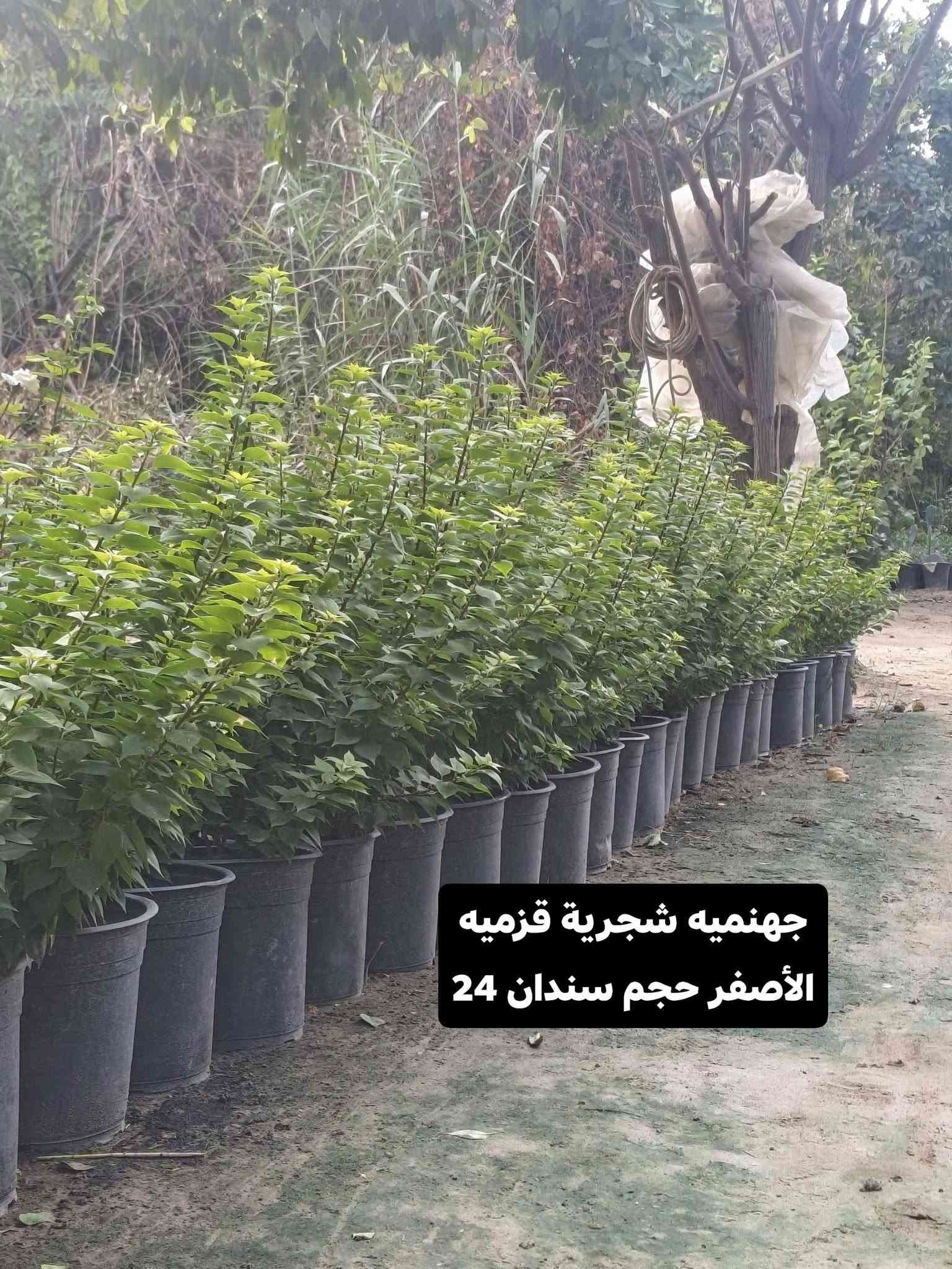 حمضيات • برتقال سندان • نارنج كيس
