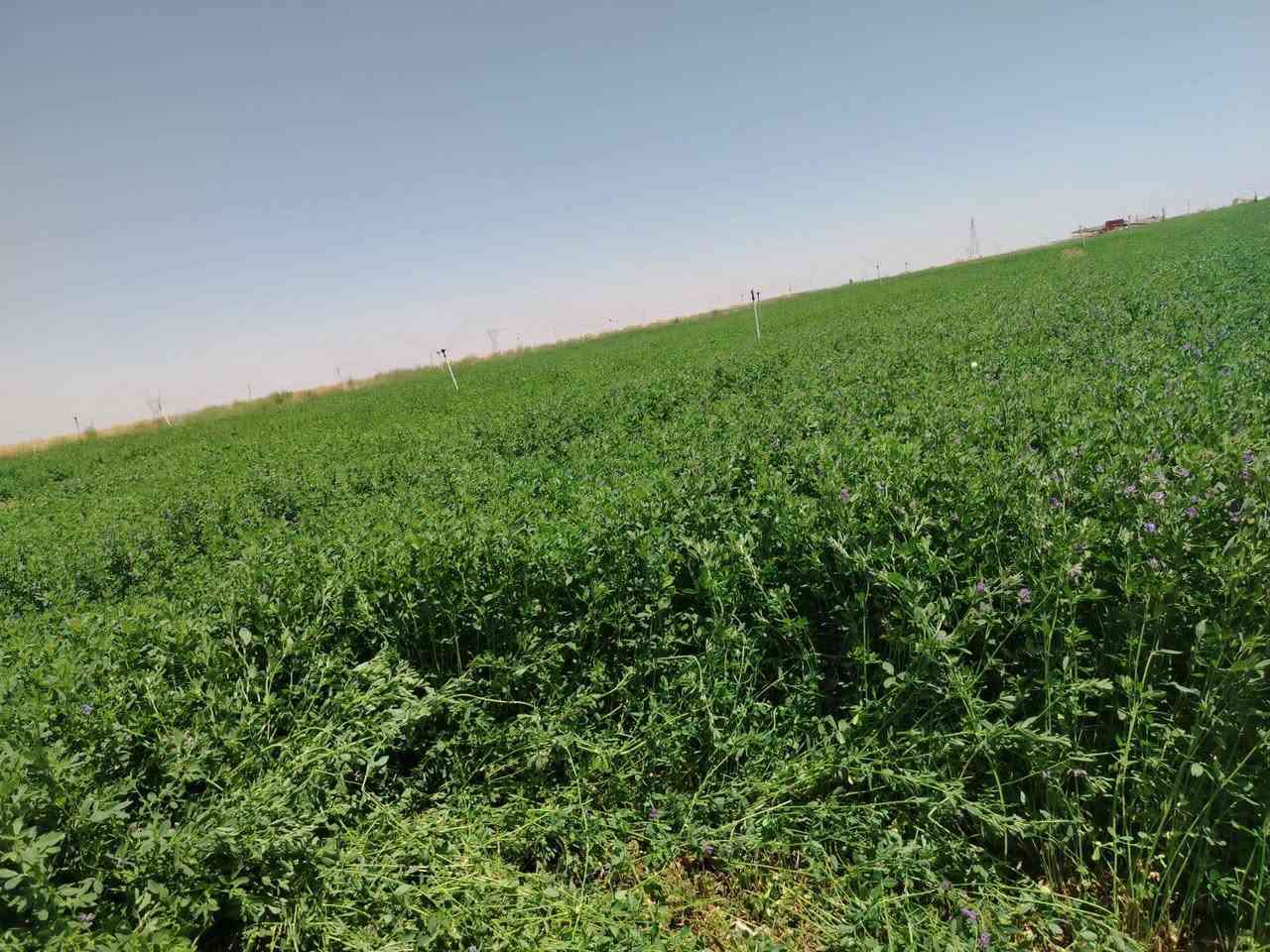 أنواع بذور الجت (البرسيم الحجازي) المستوردة بأعلى معايير النقاء والحيوية.
​🇮🇹 أولاً: بذور الجت الإيطالي الفاخر
​الارتفاع: يصل حتى 95 سم (ارتفاع استثنائي يعطي حشماً وفيرًا).
​سرعة الإنبات: نسبة إنبات عالية ومبكرة جدًا.
​الكثافة: غزارة عالية وتغطية حقلية ممتازة مع سيقان قوية ومورقة.
​عدد الحشات: إنتاجية مستدامة وسريعة الدوران تعطي أعلى عدد حشات بالموسم.
​ميزة إضافية: تحمل ممتاز للبرودة مع استمرار النمو في الجو البارد.
​🇹🇷 ثانياً: بذور الجت التركي الممتاز
​الارتفاع: يصل حتى 75 سم (ارتفاع متناسق ومثالي).
​سرعة الإنبات: إنبات قوي، سريع، وتأقلم عالي مع مختلف أنواع التربة.
​الكثافة: كثافة نباتية عالية ومقاومة للتقلبات الجوية.
​عدد الحشات: نمو متجدد وسريع بعد كل حشة لضمان استمرارية الإنتاج.
​ميزة إضافية: قوة تحمل عالية للظروف الصعبة والجفاف.
​💡 لا تدع الموسم يفوتك – اختر الأنسب لأرضك واستمتع بمحصول غزير!
​📞 للاتصال والمبيعات: ***********
💬 للتواصل عبر الواتساب: ***********
