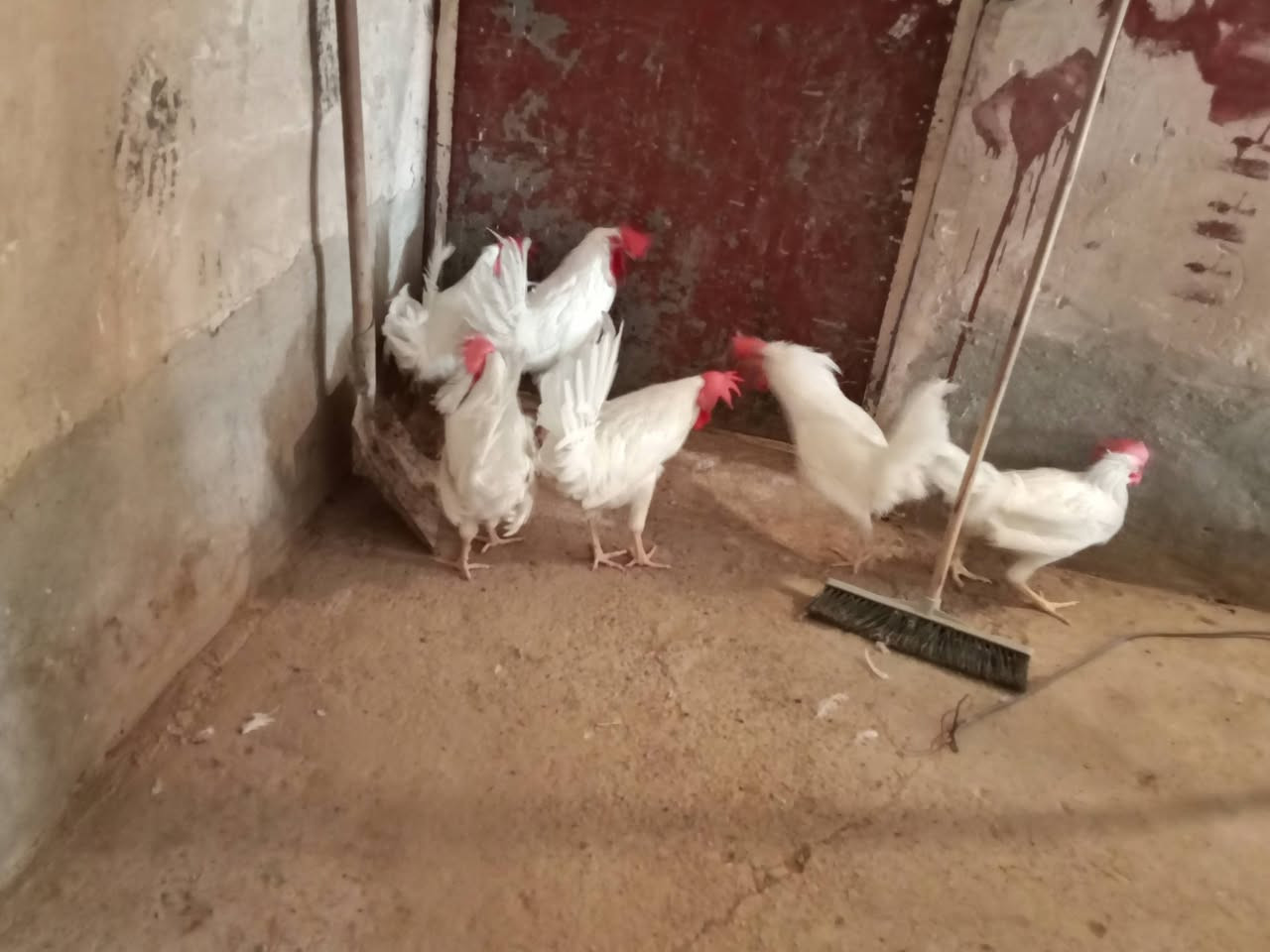 سلام عليكم ديوكه للبيع عدد ٤٠ سعر الزوج 12 وبيهن مجال مكاني بل مشاهدة ***********
