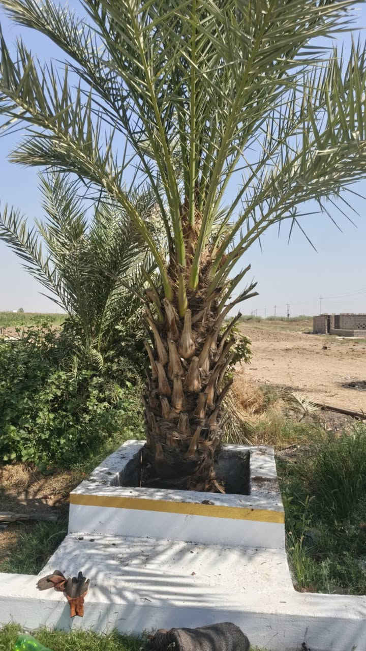 🌲🌿   كادر 🌴🌴

تكريب وتنظيف نخيل.

قلع فسائل بطريقة متقنه ومهنيه.

زراعة فسائل.

للتواصل:***********

#زراعة #نخيل #كركوك

