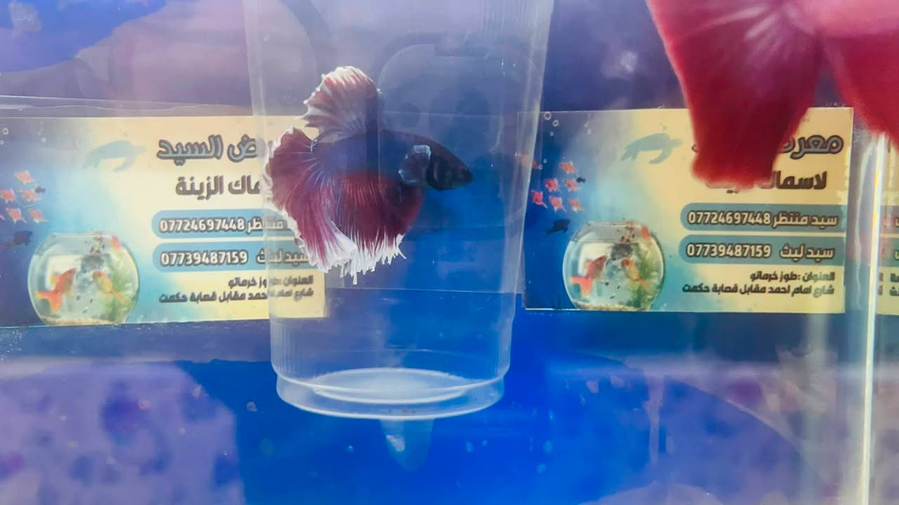 🔥وصول وجبة اسماك فايتر هالف مون تايلندي 7 سم 🔥

🐠لا تفوّت الفرصة اسماك زينة جميلة وبألوان مميزة🌈
💥 أسعار مميزة لفترة محدودة🐟 أنواع وأحجام مختلفة
✨ ألوان تخلي حوضك أجمل💧 أسماك مختارة بعناية🦈

المتوفر اليوم ممكن ما يبقى لباجر! توصيل جميع المحافظات
📩 راسلنا الآن وأرسل لنا صورة السمكة اللي عجبتك حتى نخبرك بالسعر والمتوفر.لا تنتظراختار سمكتك واحجزها 🐠

📍 الموقع: [كركوك قضاء طوز خرماتو سايدين امام احمد]
📞 للطلب: [***********📞***********]

👇 اكتب "أريد" بالتعليقات ونرسل لك الأنواع والأسعار المتوفرة 📩

#بيع_سريع #أسماك_زينة #أسماك_الزينة #عروض_أسماك #أحواض_أسماك #عشاق_الأسماك #Aquarium
