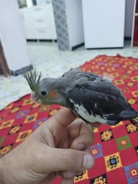 كوكتيل حبشي • عمر شهر • جسر ديالى