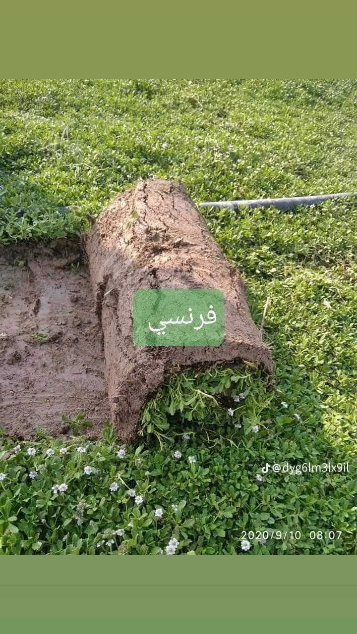 ثيل طبيعي • خضار ١٠٠٪ • توصيل 24ساعه
