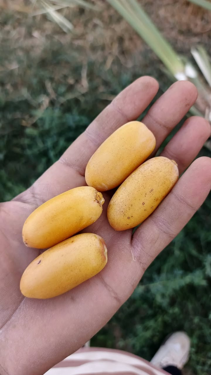 فسائل نخيل • اشويث أصفر • ديري أحمر
