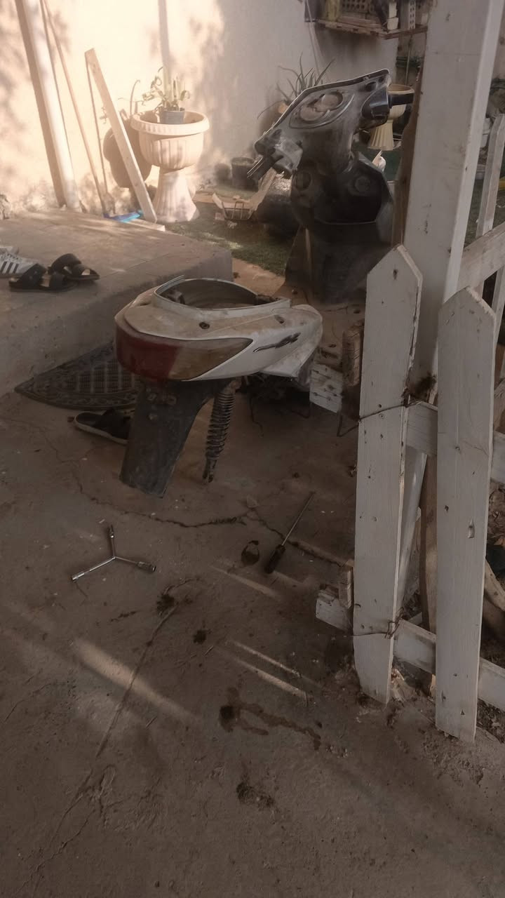 سكنس فحل • ياباني • تصفيخ
