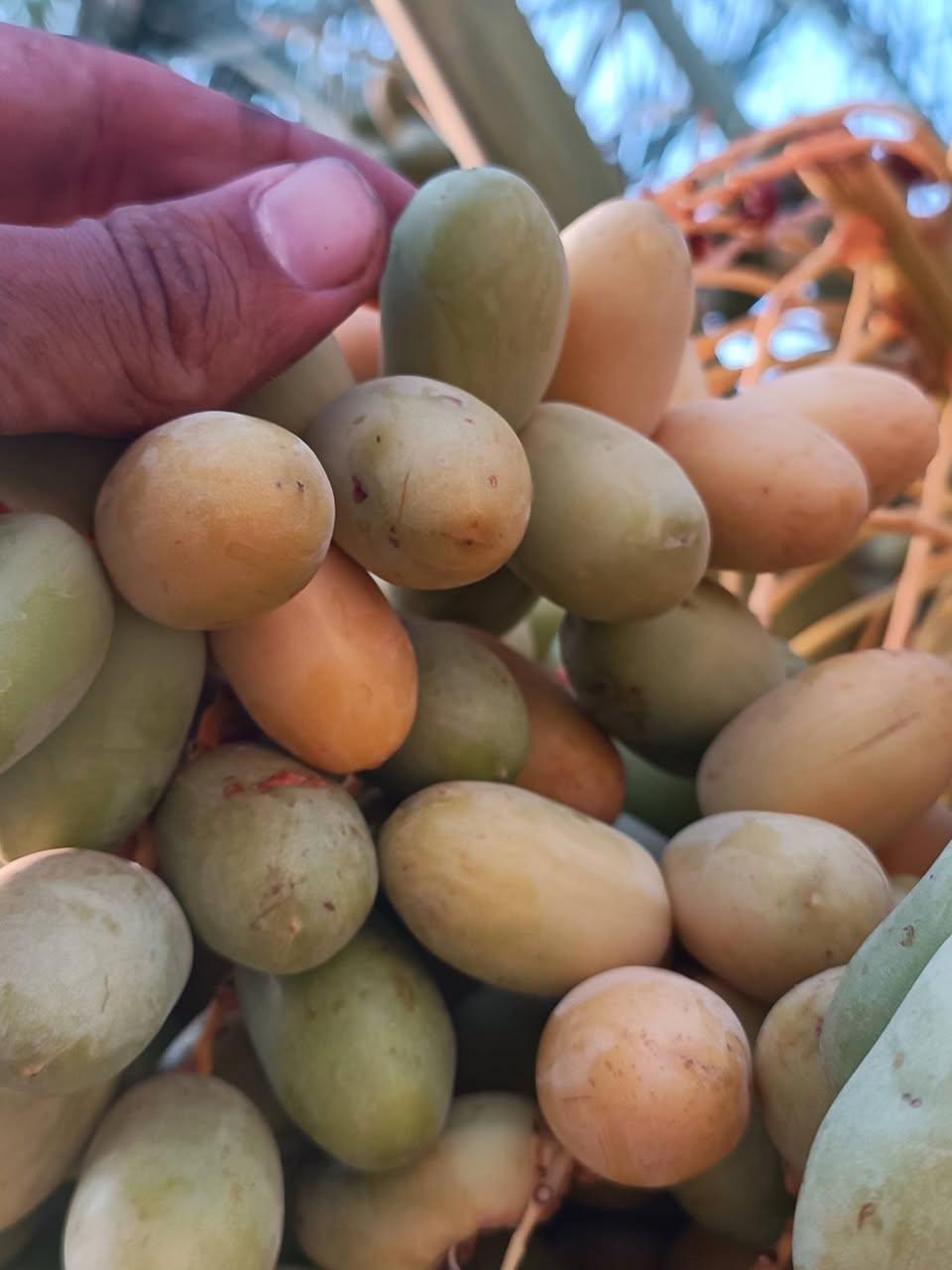 بستان للضمان 30 نخله نوع شويثي 
***********
