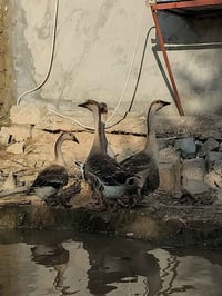 قازات • فراريج • بط فرنسي