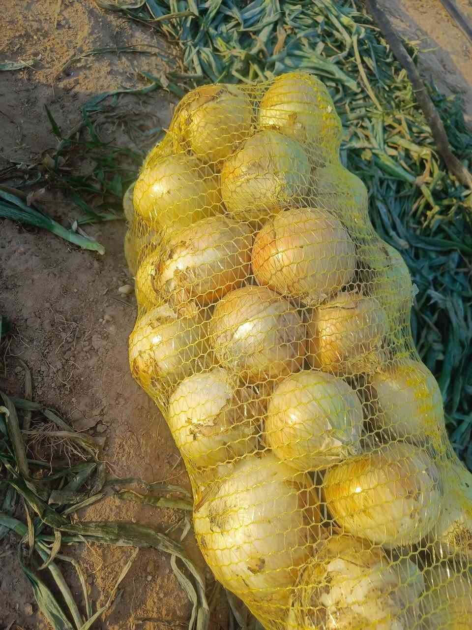 ع بركه الله وصول بذور بصل مناش الئ مكتبنا وابسعار تنافسيه العنوان النجف الاشرف خان النص طريق الحولي سيد علي الحيدري ***********
