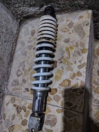 دبل خلفي • بغبغاء أصلي • الحرية