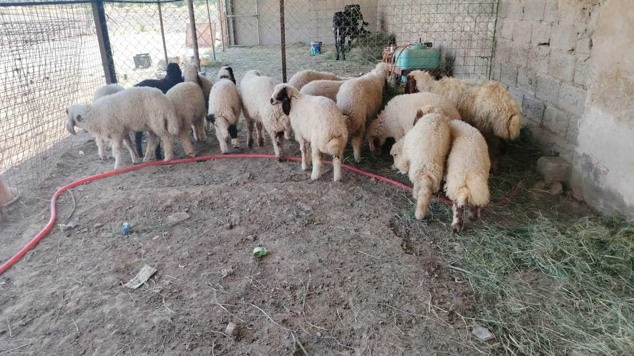 طليان ارباط ملقحات مفحوصات للبيع  في بغداد ناحية الرشيد 
***********
