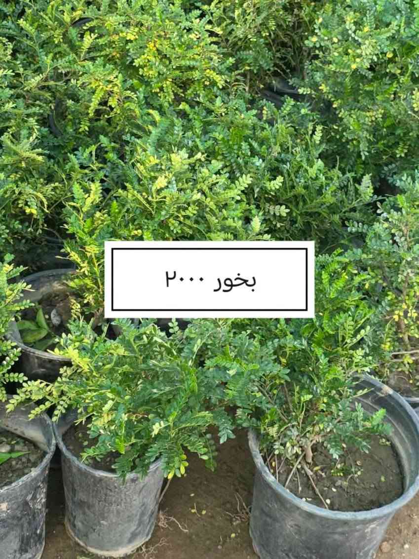 السلام عليكم ورحمة الله وبركاته
 موسم خير وبركة 

إخواني الكرام
الفقرات الجديدة
المتوفرة حاليا

للاستفسار أو لمعرفة الموقع بشكل أدق، راسلونا على الواتساب:

📞 ***********
📞 ***********

نوفّر لكم أفضل الأصناف من حيث الجودة والنوعية.

📍 العنوان:
بغداد – اليوسفية – الرضوانية الشرقية
طريق معمل زينب – ثالث مشتل 
مكتوب على الباب مشتل الرضوانية
مجاور محطة الخليج لغسل السيارات.

🔹 البيع جملة
🔹 من يرغب بالشراء مفرد يمكنه الحضور إلى المشتل والاختيار بنفسه.
🔹 لا يوجد توصيل للمفرد.
🔹 توصيل الجملة فقط بسيارات حمل بالأجرة ويتم الاتفاق مباشرة مع سائق النقل.

🚚 رقم سائق النقل:
***********

📞 أرقام المشتل:
*********** (واتساب)
***********

🌳 الأسعار والأنواع
1- كابرس متر ونص   1000🪴
2- دم العاشق كويتي سندانه    1000🪴
3- جورنته ليموني  2000🪴
4-شبوي ليلي خشن ارتفاع متر  2000🌺
5-ددونيه نص متر  750🪴
6-أكاسيه عراقيه  متر فما فوق  2000🪴
7- ياس عراقي خشن  1500🪴
8-ياس أيطالي  1500 🪴
9- ورد جوري عراقي  2000🌺
10- ورد رازقي 2500🌺
11-سرو أيطالي الارتفاع متر ونص5000🪴
12- ورد القهوه اقل من متر 10000🌺
13-سدر تايلندي خشن 9000🌴
14- عفص 7000🌲
15- كاردينيا 8000🌺
16-متسلق ياسمين احمر هندي  عطري  الارتفاع متر ونص  8500🌺
17- جاكرنده البنفسجيه  5000🪻
18-  كالبتوز عملاق ٣ متر  2000
19-كالبتوز متر وربع 1000
20-رارنج عملاق عمر سبع سنوات تنكه ٢٠الف
21-عين البزون نص متر فما فوق 1000
22-دفله خشنه متر ونص سندانه 2000
24-لالنكي متر وسبعين فما فوق 4000
24-برتقال متر وربع إلى متر ونص 3500
25-نومي حامض عراقي متر وربع إلى متر ونص
      3500
26-بخَر سندانه 2000
27-منكه مصريا ,مطعمهمتر ونص فما فوق
       18000.
28-فكس سندانه ٨٠ سم فما فوق  2000
29-اكاسيا مصريا عملاقه ٣ إلى ٤ متر 8000
30-رارنج سندانه متر فما فوق 2000
31-نومي حامض عراقي متر فما فوق سندانه
      3000

📍 موقع المشتل على الخريطة:
https://maps.app.goo.gl/EfkBiYR7ezQDtA6v5

حياكم الله وتشرفونا بزيارتكم 🌿

📍 موقع المشتل على الخريطة:
https://maps.app.goo.gl/EfkBiYR7ezQDtA6v5

حياكم الله وتشرفونا بزيارتكم 🌿

نص مكتوب في الصور:
- اكاسيا مصريا عملاقه ٨٠٠٠
- كالبنوز عملاق مترين ونص إلى ٣ ونس ٢٠٠٠
- منكه مصريا مطعمه ١٨٠٠٠
- رارنج سندانه متر فما فوق ۲۰۰۰
- بخور ۲۰۰۰
- شتلات فكس سندانه ٢٠٠٠
- عين البزون نص متر فما فوق ١٠٠٠
- لومي حامض عراقي ٣٠٠٠
- جورنتا ليموني ٢٠٠٠