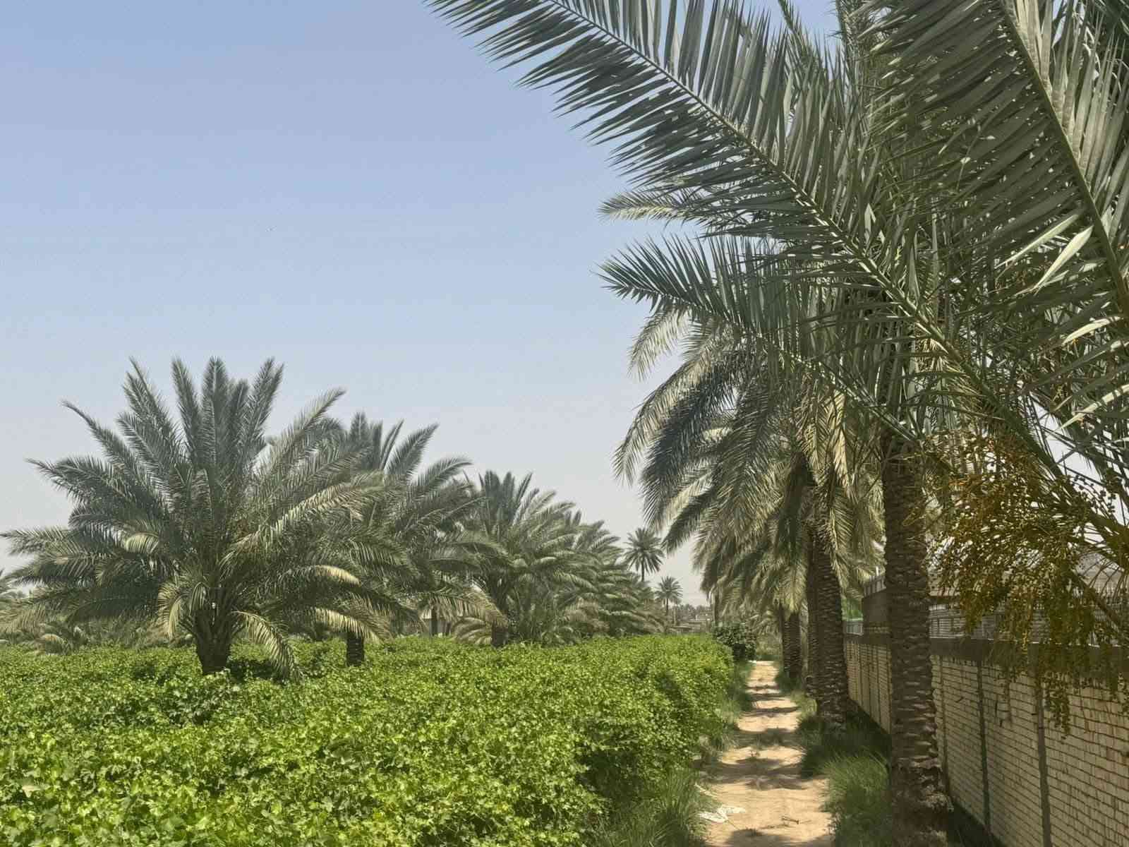 أرض طابو زراعي • ٢ دونم • هوى الشام