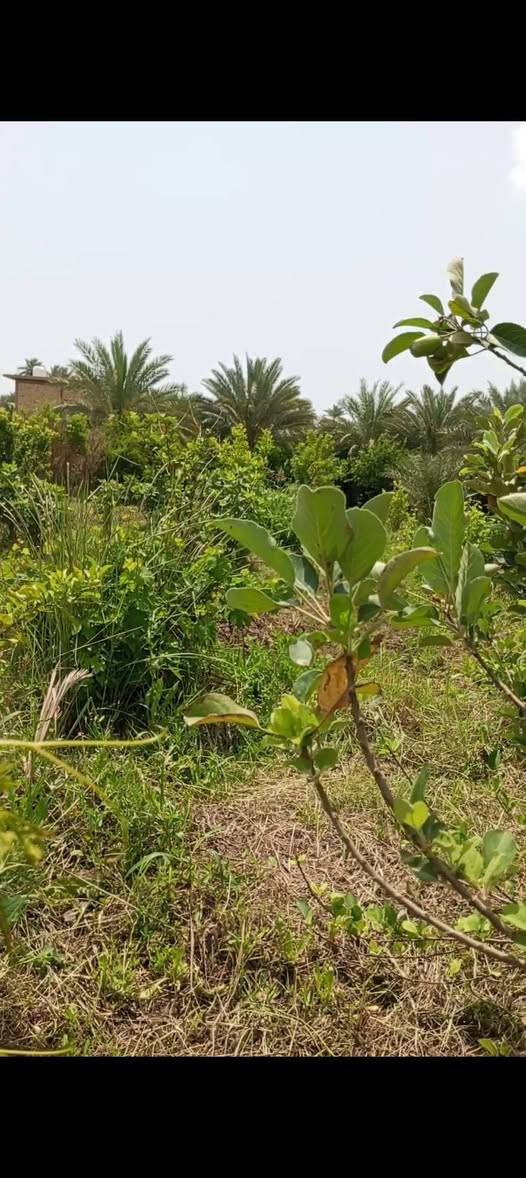 كاع زراعيه للبيع المساحه 500متر العنوان اطوريج شارع الطبر تبعد كيلو تقريبا وخدمات كامله السعر 80 مليون الاستفسار ***********
