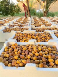 برحي • تبرزل • خظراوي