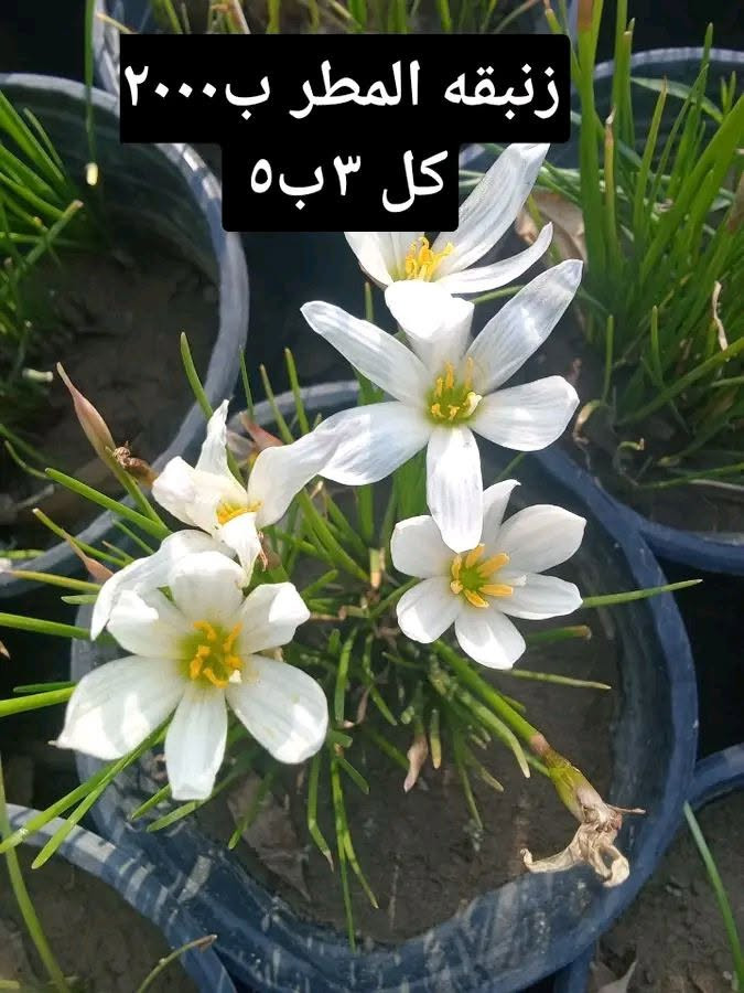 التوصيل داخل بغداد فقط 
للطلب *********** واتساب

نص مكتوب في الصور:
- بتونيا الصحراء ب ٢٠٠٠ كل ٣ ب ٥
- زنبقه المطر ب٢٠٠٠ كل ٣ ب٥
- متسلق اللبلاب الاسود ب٢٥٠٠
- بتونيا الصحراء ابيض ب ٢٠٠٠ كل ٣ ب ٥
- بتونيا قزمي وردي ب ٢٠٠٠ كل ٣ ب ٥