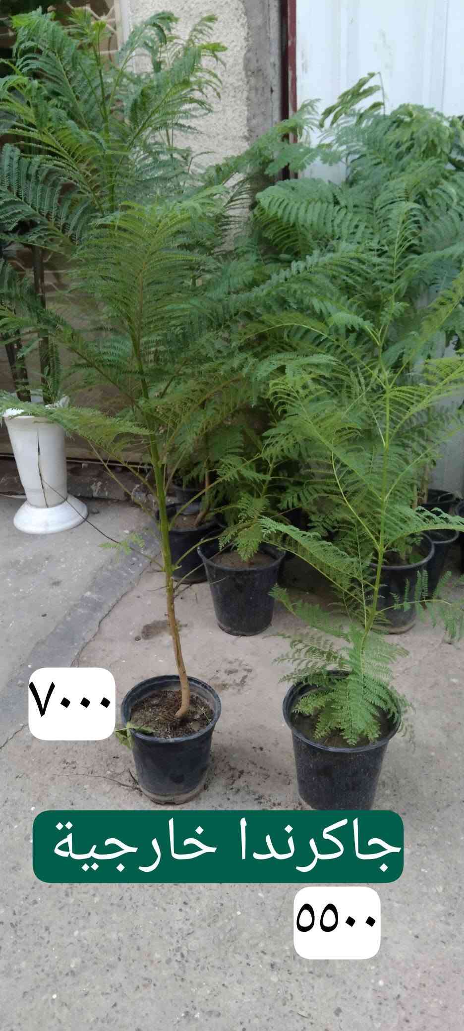 نباتات خارجية • نباتات داخلية • حي العدل