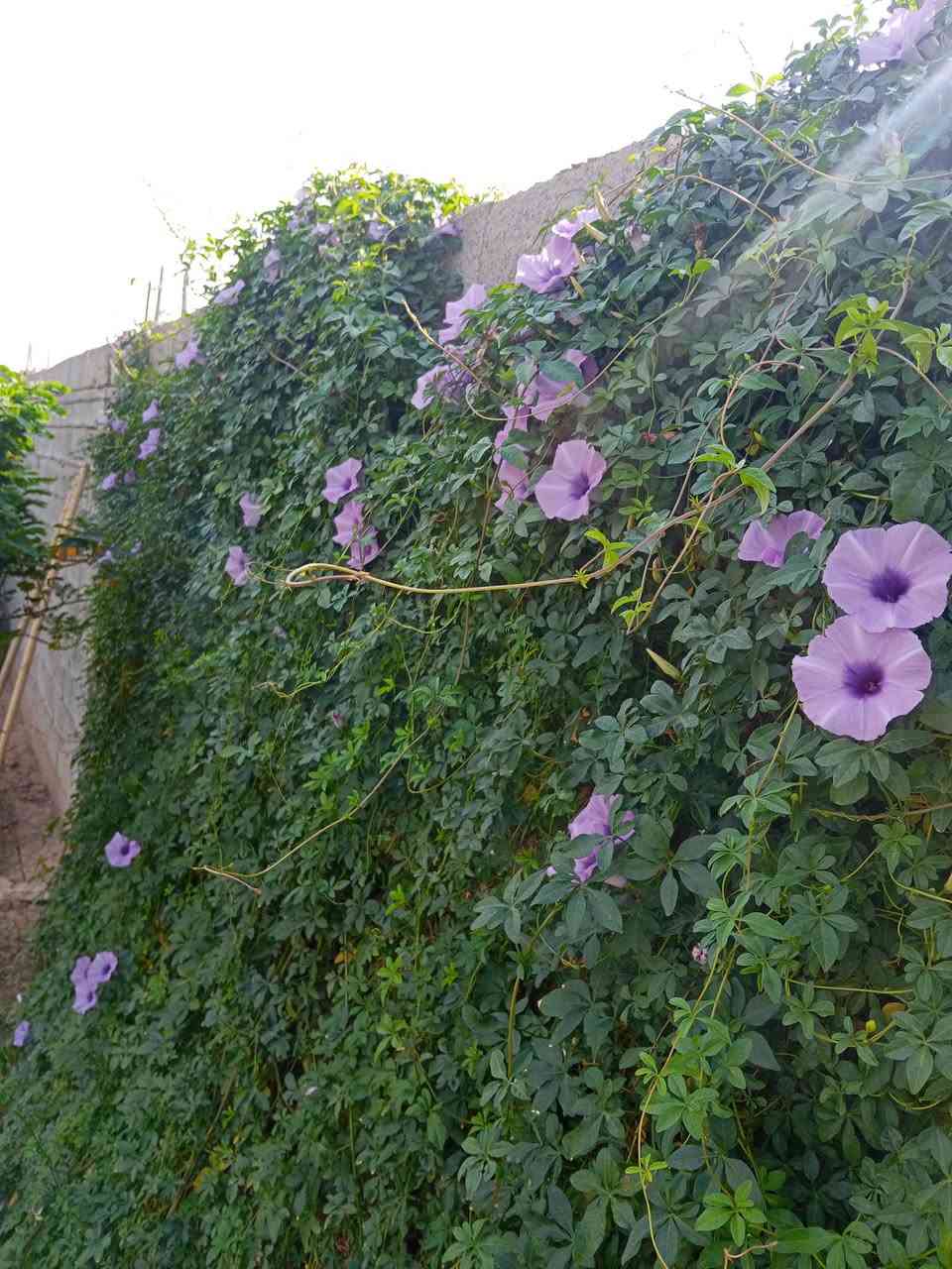 الزراعي أبو عظام • ٦٥٠م زراعي • حديقة داخلية وشلال