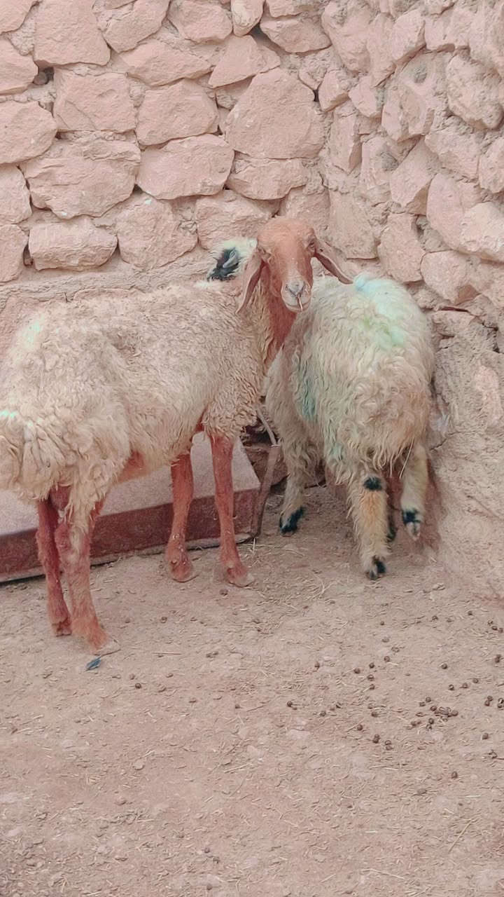 نعجة • مكسورة رجله • الكرابله