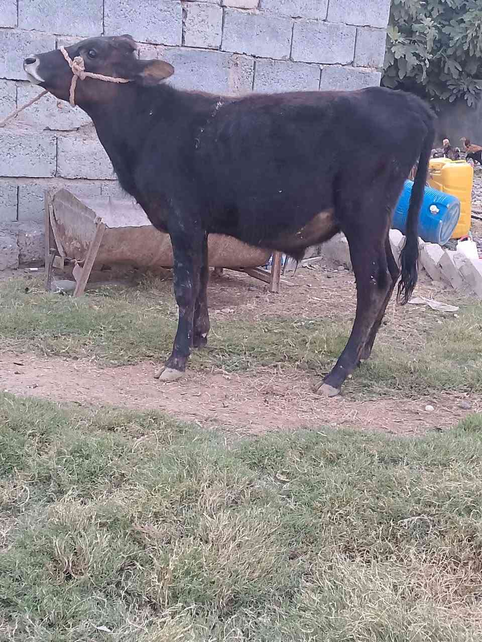حولي • جنس اصلي • قابل آجل