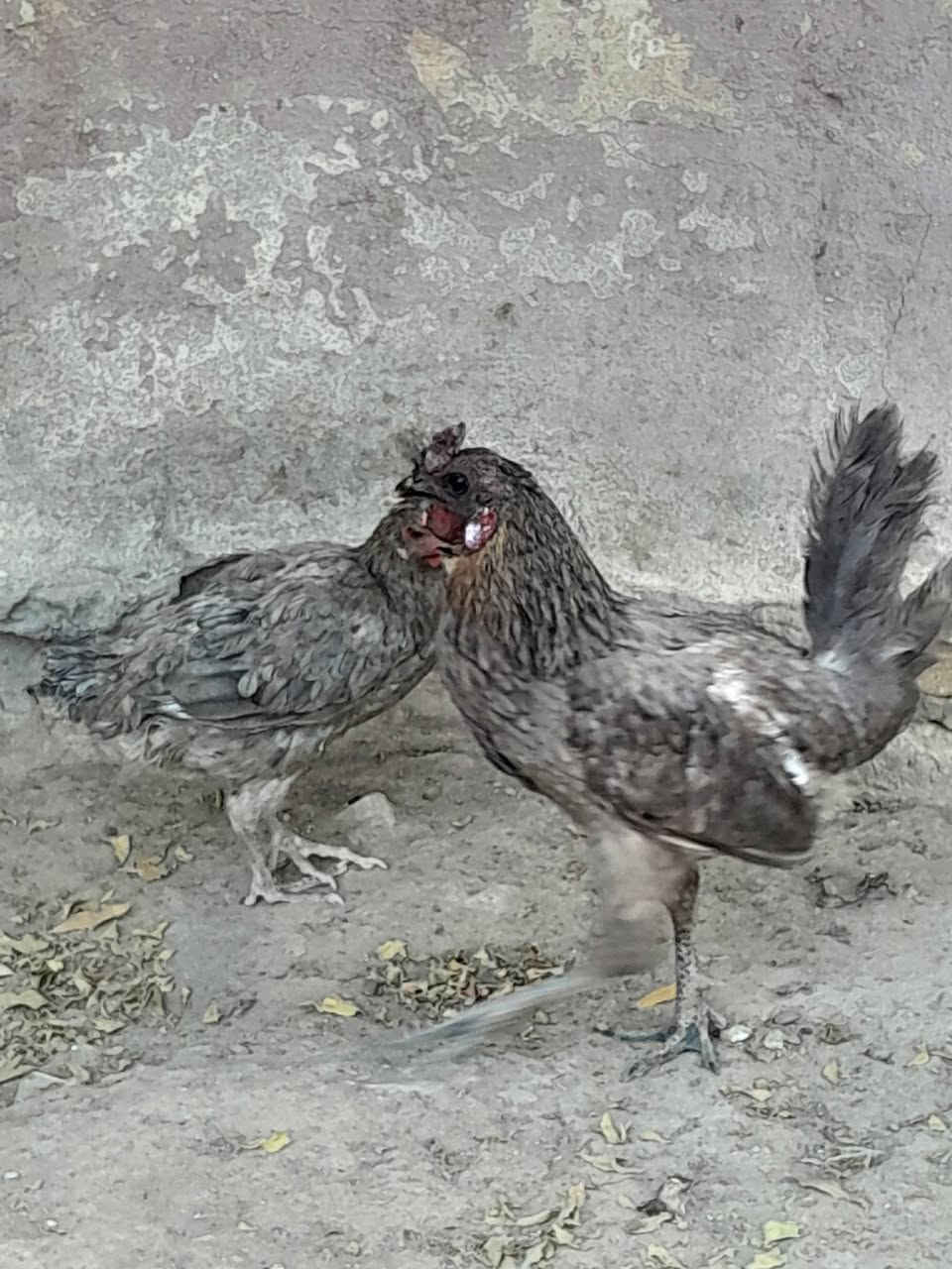 النجف • دجاج للبيع