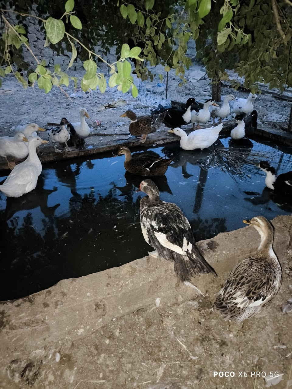 بش • خضيري • نجف المناذره