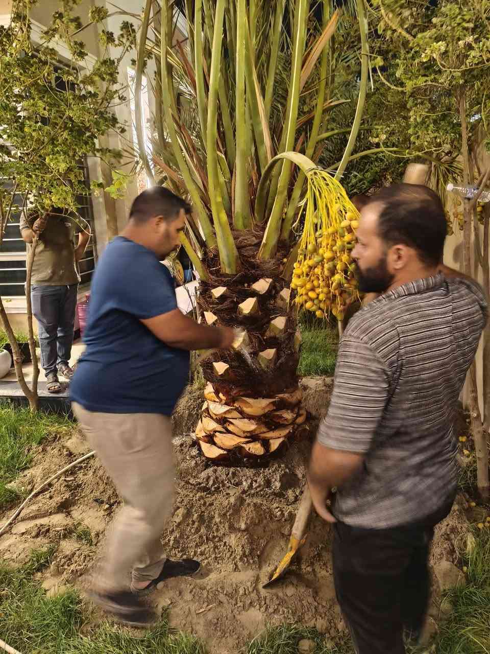 تحياتي للجميع اخوكم رضا الراشد لنخيل البرحي تتوفر امايات برحي الارتفاع متر كلش حلوات وقويات وبحملهن عنواني بصره ابو لخصيب ***********
