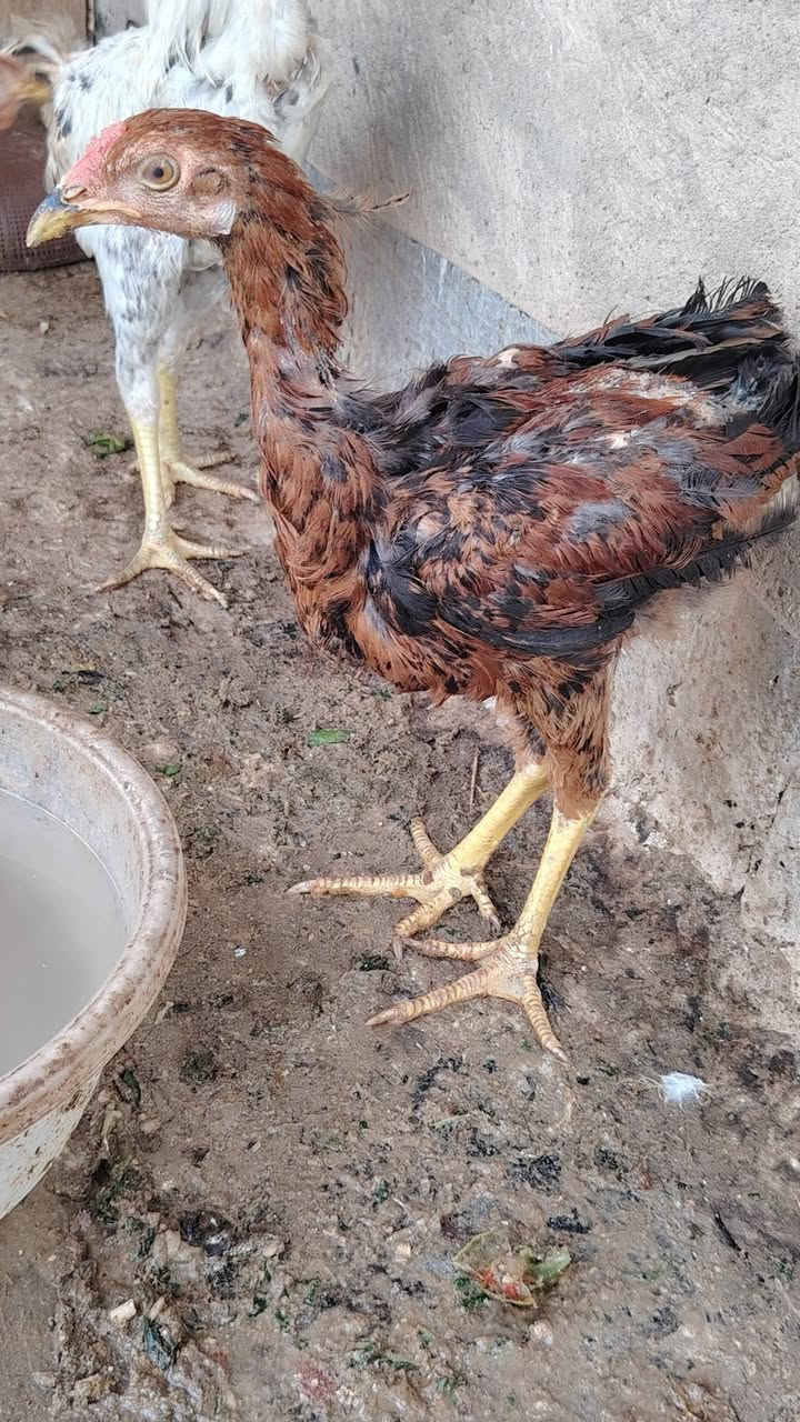 ١٠ ديوك • شالع • تكريت