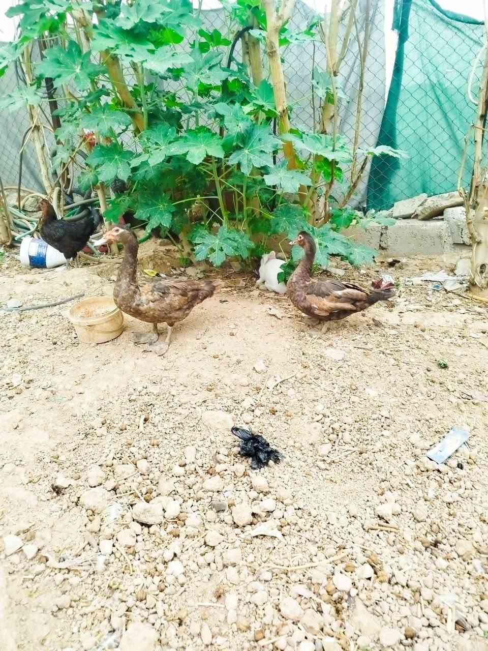 للبيع • شوين سمود