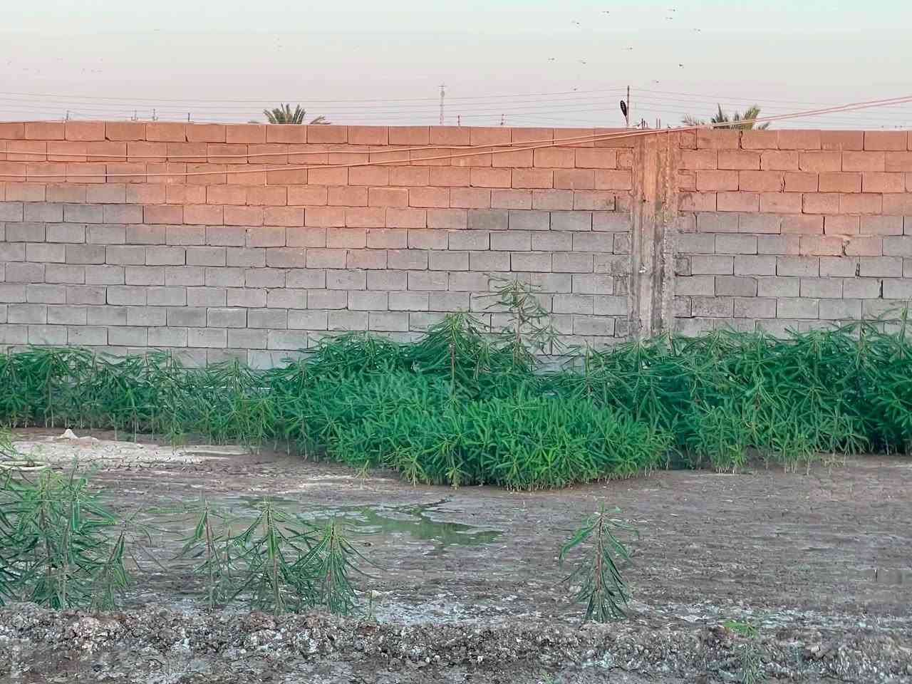 مزرعة قيد الأنشاء للبيع في منطقة الشهابي خلف مستوصف طبي الشهابي المساحة دونمين
تحتوي على بيت هيكل متكون من غرفتين وحمامات وصالة ومطبخ وجلسة معزولة وحمامات خارجية وتحتوي على باربيكيو للشوي كهرباء واصل وماء اساله وتحتوي على بير للسقي
للأستفسار التواصل عبر الرقم ***********

