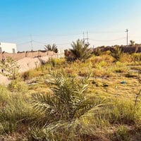 أرض زراعية • مزوعة • ١٠ نخيل