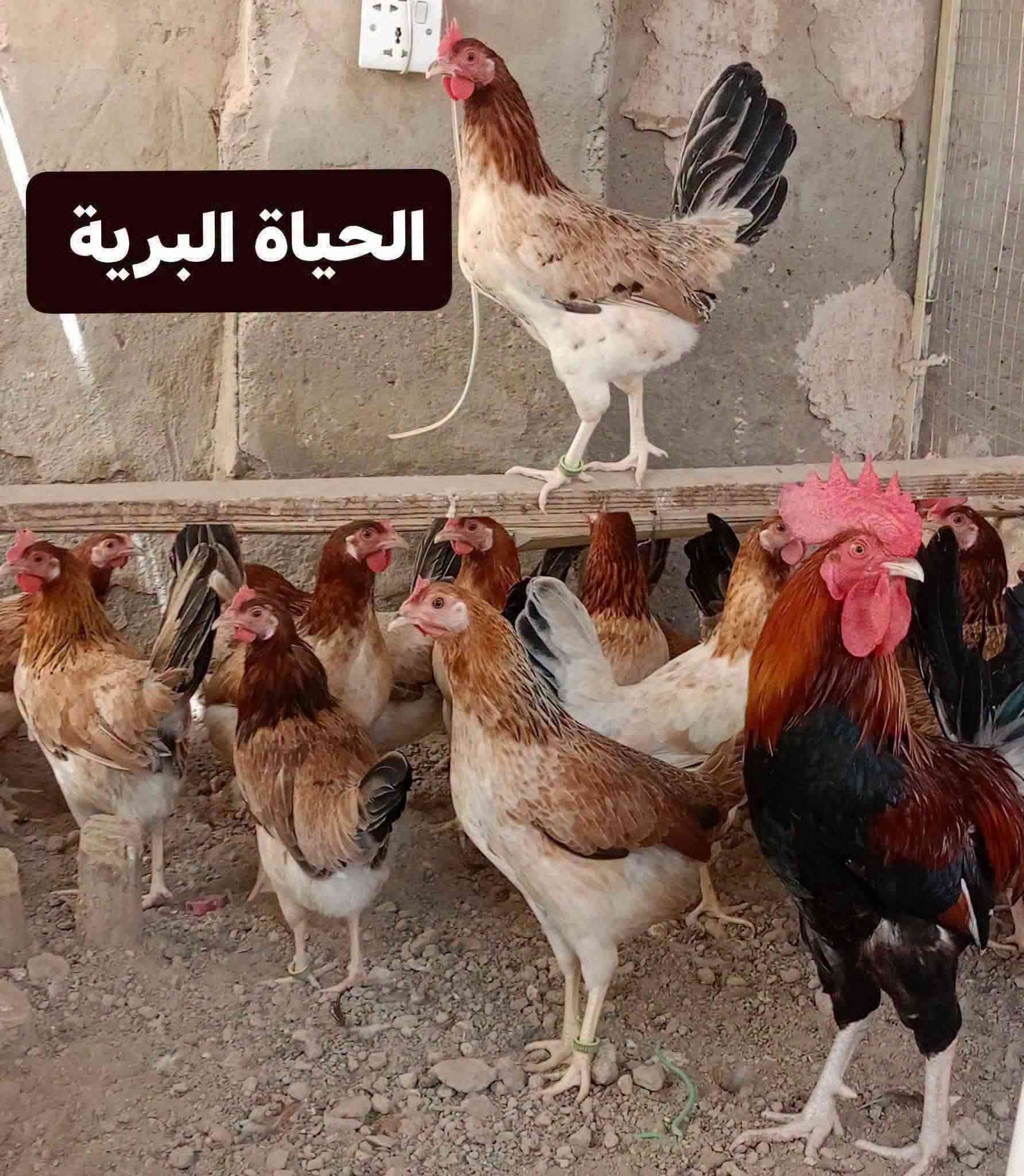 افراخ كويتي • مطوك • قرب سيطرة الغالبيه