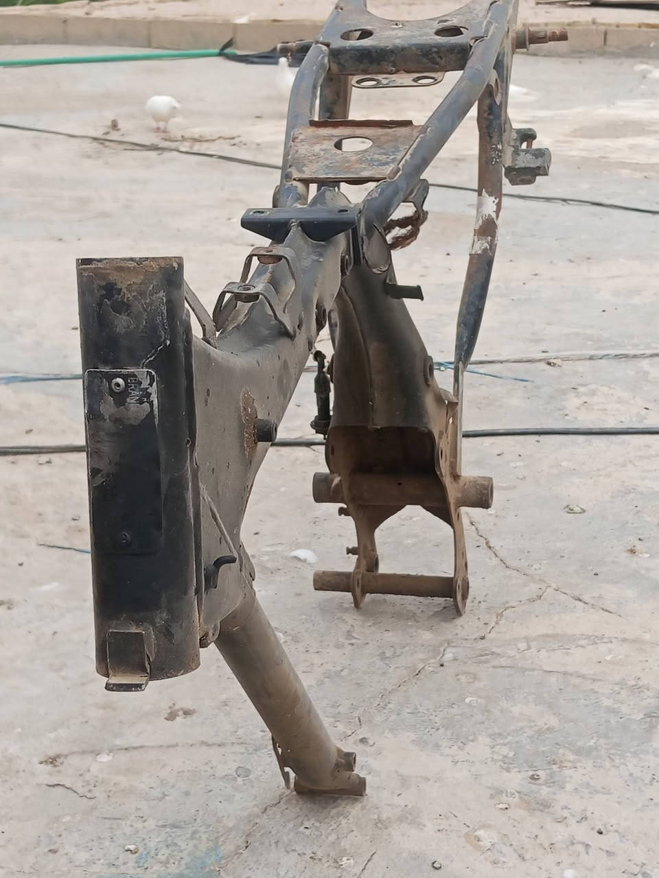 شاص • ٢٠٢٠ • أوراق أصلية
