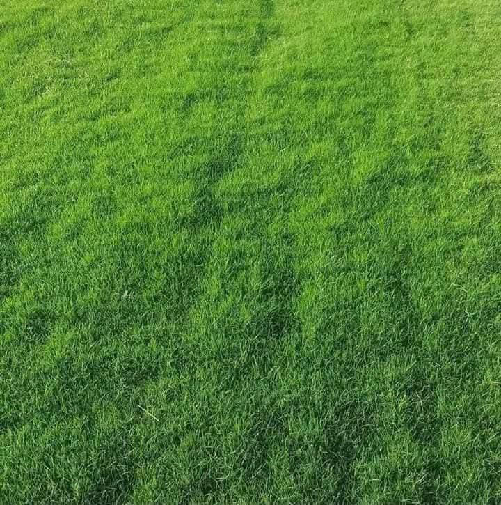 ثيل طبيعي • مشاتل • توصيل لكل المحافظات