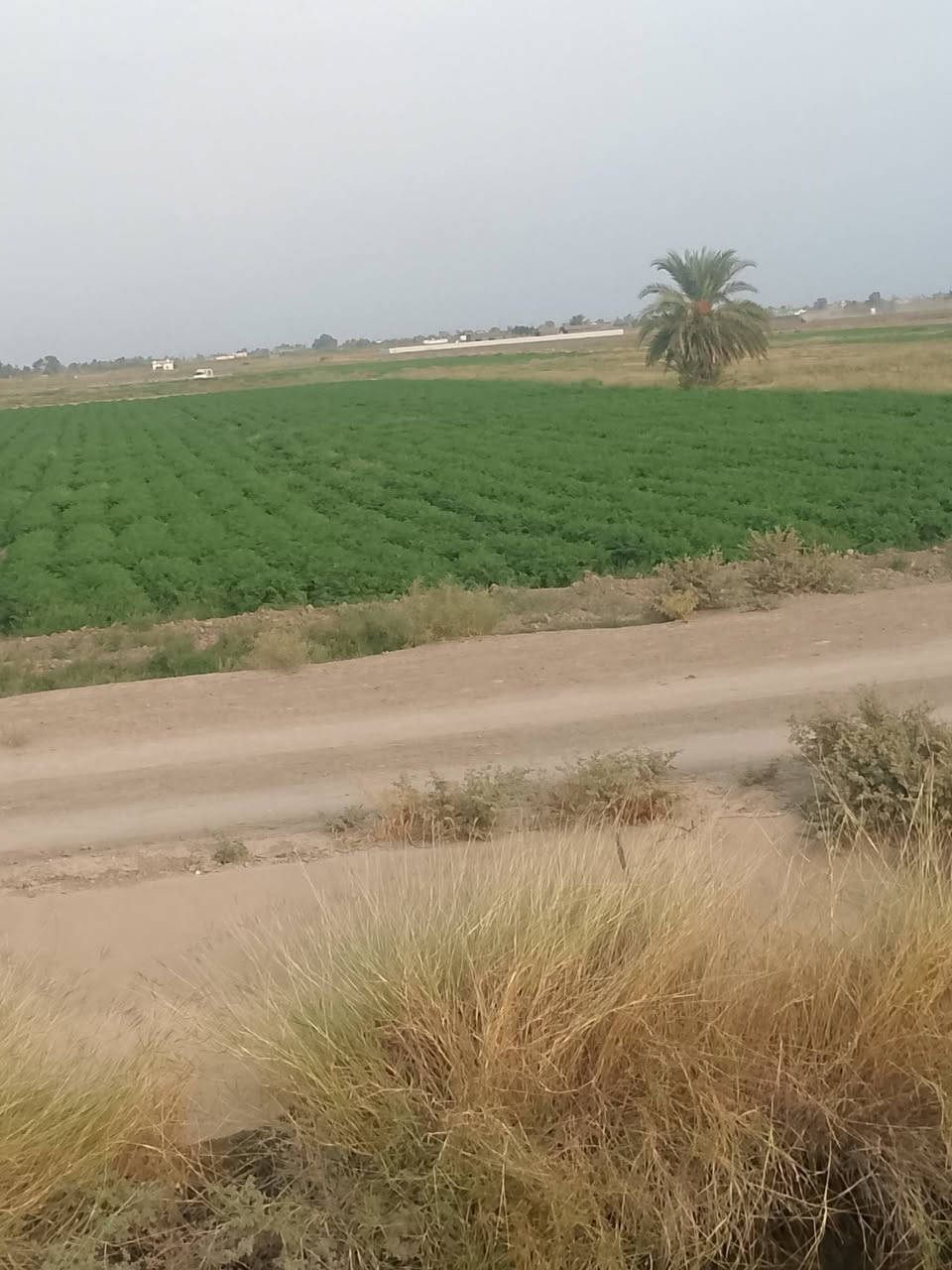 ٥ دوانم • طابو زراعي • سند ٢٥