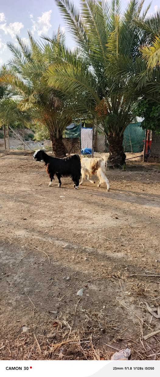 بسم الله ، متاح عنوز ٢ درجه أولى على كل عيب السوده عشار ٣ أشهر فحص سونار والبكعه حانيه المكان صلاح الدين العلم الشراي يتصل ويتدلل ***********

نص مكتوب في الصور:
- CAMON 30 23mm f/1.8 1/128s ISO50
- CAMON 30 • 23mm f/1.8 1/128s ISO50